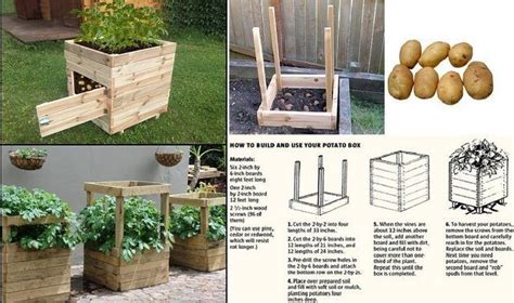 How To Build And Use Your Potato Box Potato Box Potatoes Garden Boxes
