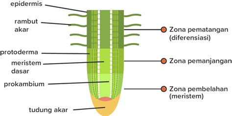 Struktur Morfologi Anatomi Dan Fungsi Akar Tumbuhan Not Angka Lengkap