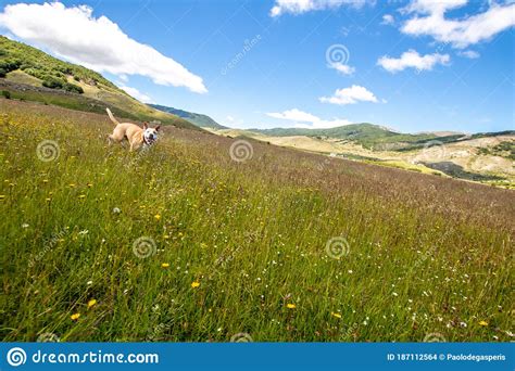 Mountain Landscape Of The Italian Apennines Flowery Field In Spring