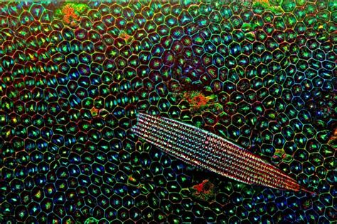 The Most Incredible Microscope Images Of 2016 Reveal A Beautiful