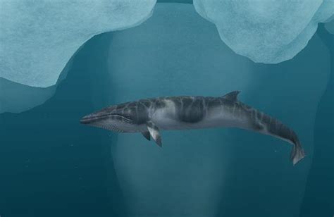 Minke whale belongs to the group of baleen whales. Antarctic Minke Whale - Endless Ocean Wiki