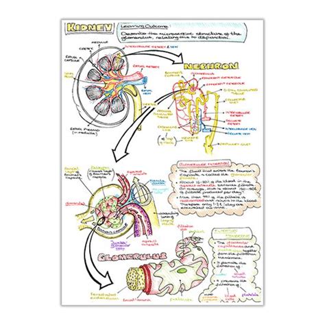 Kidney Anatomy Macroscopic And Microscopic — Sarah Clifford