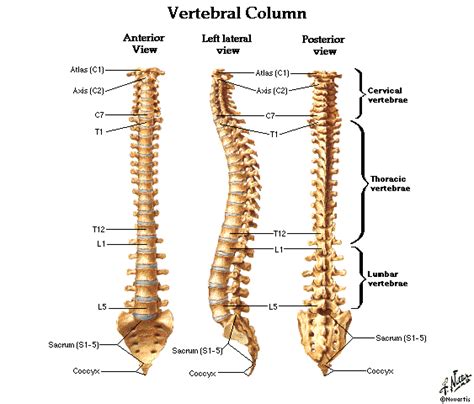 It's a sensibly put together library full of tools to help you organise. Dentistry and Medicine: Spine and Vertebre Diagrams free Download