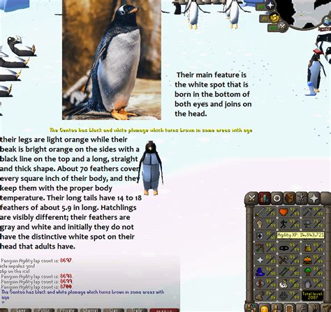 100 Laps With Penguin Facts Daily Until Agility Pet Day 72 R2007scape