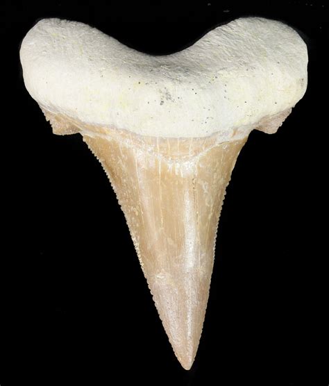 296 Auriculatus Shark Tooth Dakhla Morocco Restored For Sale