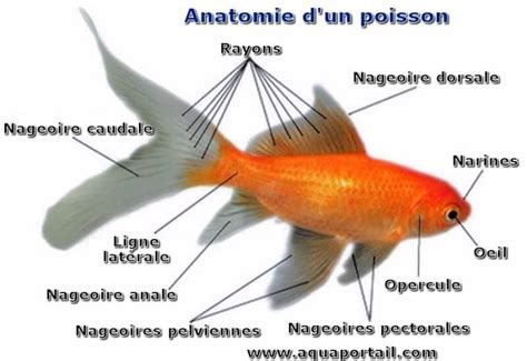 Anatomie Des Poissons Définition Et Explications