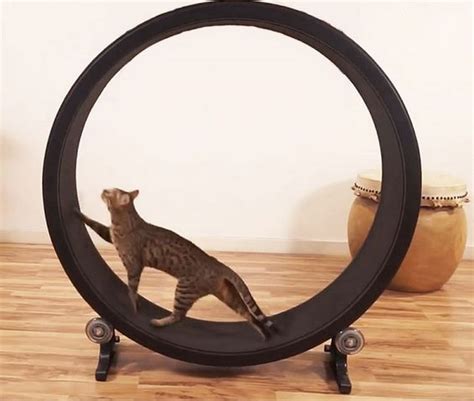 It's about a half an hour video. How to Build a Cat Exercise Wheel - DIY projects for everyone!