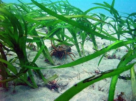 10 Endangered Plants In The Ocean