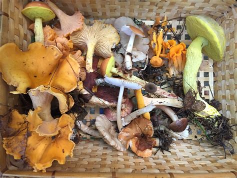 Report from the Mycological Society | Xylariaphilia