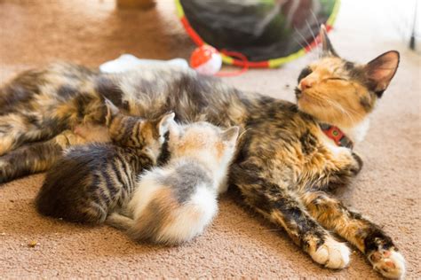 Ferals And Rescue Thecatsite Articles