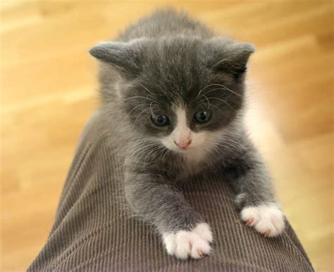 Grey And White Kitten Climbs A Leg Ozzi Cat Australian