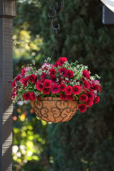 Unbelievable Wave Petunia Baskets Low Sun Hanging Plants