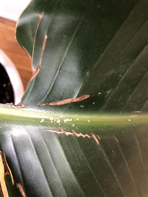 Bird Of Paradise Has White Spots And Webs Plus More In The Houseplants