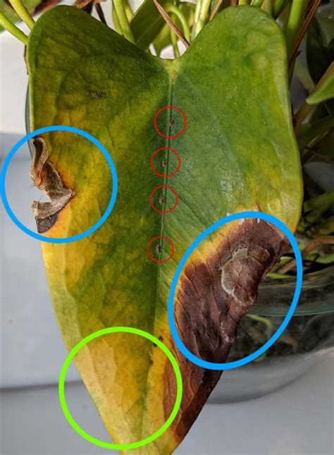 Handful Precedent Discard Brown Spots On Anthurium Leaves Matchmaker