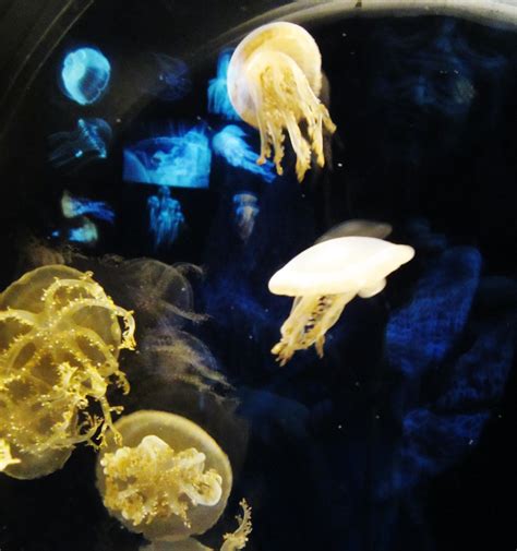 Medusozoa Jellyfish 4120 2 Kyoto Aquarium Tangled Bank Flickr