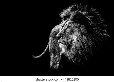 You can download best lion desktop backgrounds. Lion Images, Stock Photos & Vectors | Shutterstock
