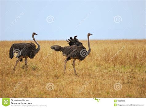 Two Ostriches Stock Photo Image Of Grass Natural Savannah 16237424
