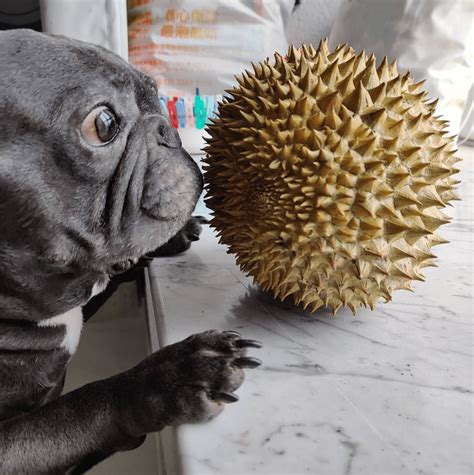 The Ultimate Guide to Fruits Your Dog Can and Can't Eat – Top Top