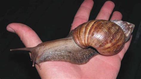 Giant African Land Snail In South Florida Causes Quarantine In Broward