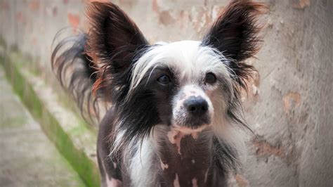 Chinese Crested Dog Breed Information And Pictures Cyberpet