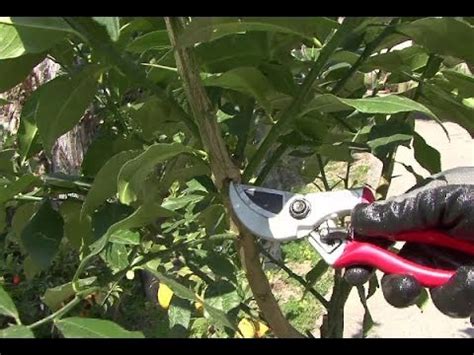 Non si può potare il limone in qualsiasi momento dell'anno: La potatura del limone (potatura di riforma) - YouTube