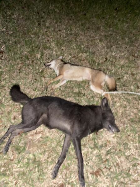 Galveston Island Ghost Wolves Texas Hunting Forum