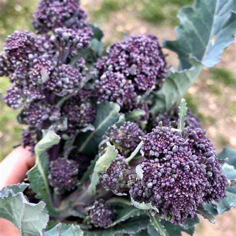 Purple Sprouting Broccoli Seeds The Plant Good Seed Company