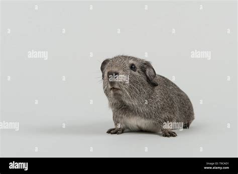 Grey Guinea Pig On A Grey Background Stock Photo Alamy