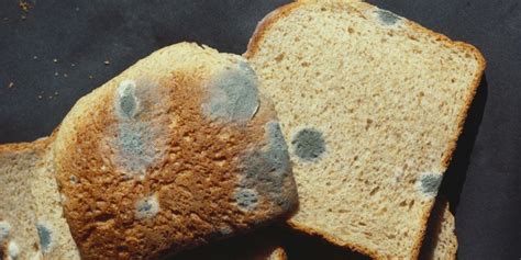 Why Picking Mold Off Moldy Bread And Eating The Rest Is Unsafe Moldy