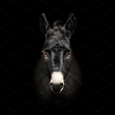 Donkey On Black Background Animal Stock Photos ~ Creative Market