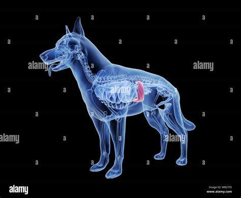 Dog Spleen Computer Illustration Stock Photo Alamy