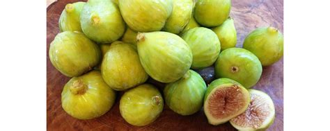 How to plant and grow a fig tree. Kadota Fig Tree | Fig, Fig tree, Fig varieties