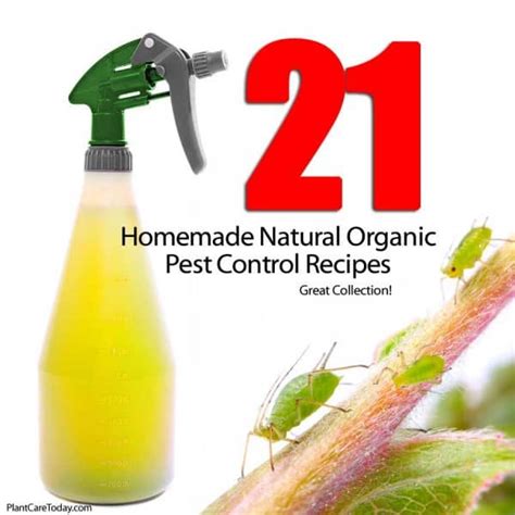 21 Homemade Natural Organic Pest Control Recipes