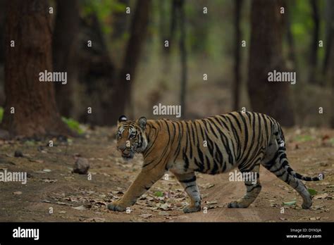 Bandhavgarh National Park Tourist Hi Res Stock Photography And Images