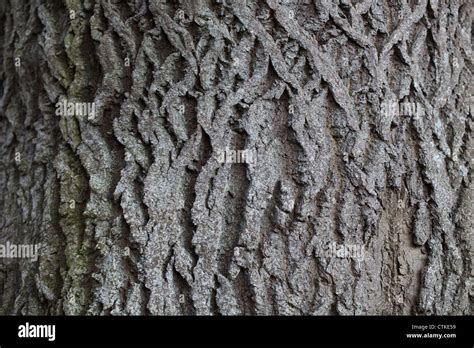 Esche Fraxinus Excelsior Auf Dem Stamm Von Einem Ausgewachsenen Baum Rinde Stockfotografie
