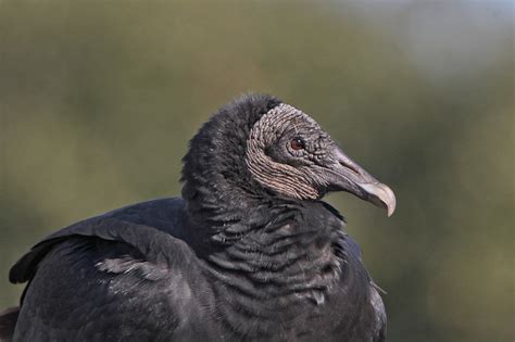 Black Vulture Attwater Nwr Texas Alan Gutsell Flickr