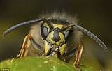 Wasp Hibernation Images