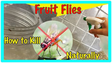 How To Get Rid Of Fruit Flies Naturally And Fast 2 Minutes Youtube