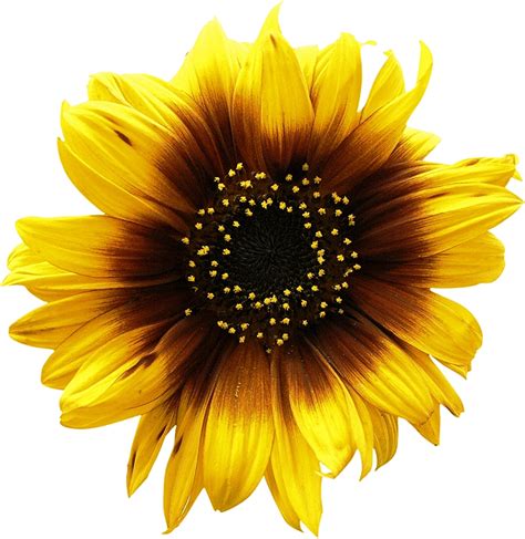 Sunflowers Png Transparent Images Png All