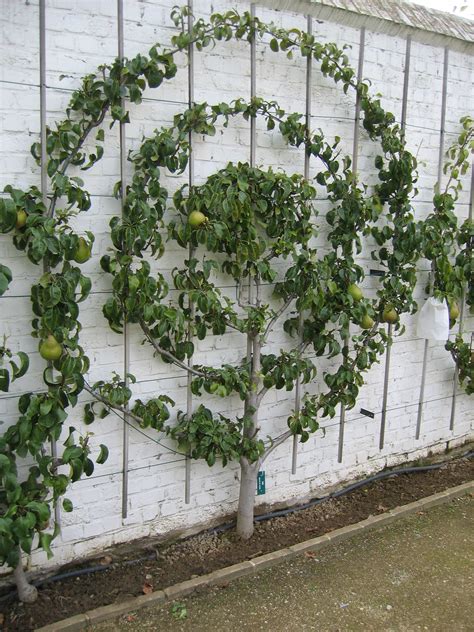 Gaasbeek Belgium Garden Design Espalier Fruit Trees Beautiful Gardens