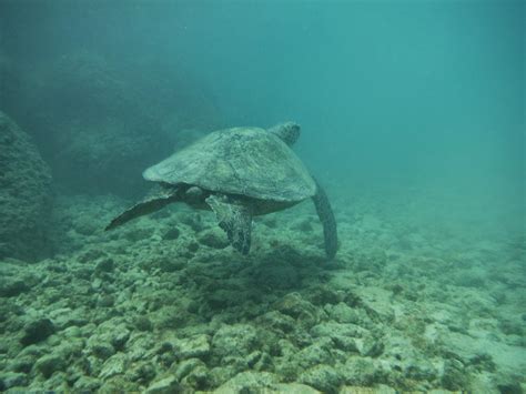 Hiking and Snorkeling on Oahu: Snorkeling Ko'Olina Lagoons