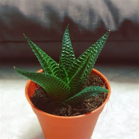 Pencil cactus, pencil tree, fire on stick. Pin by Jiranun Isaracheewa on My Cactus & Succulent ...