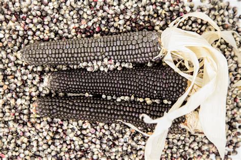 Corn Hopi Blue Snake River Seed Cooperative