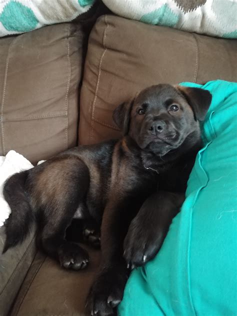 And when we hold an 8 week old labrador puppy in our arms we are overwhelmed with the need to protect him. Everyone say hello to my new 12 week old puppy who holds ...