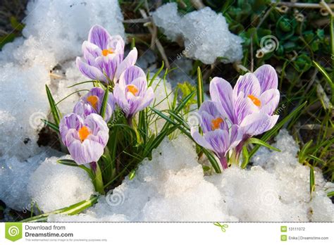 Flowers Purple Crocus Stock Photo Image Of Beautiful