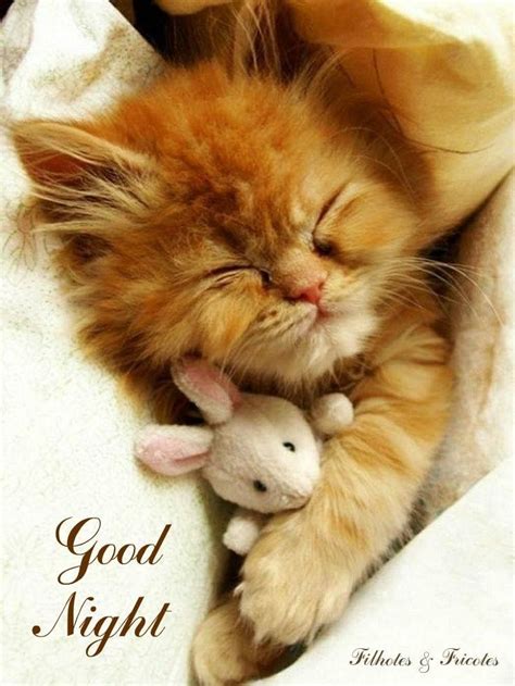 Pin By Christy Wiggins On Good Night Sleepyhead Cute Animals Kittens