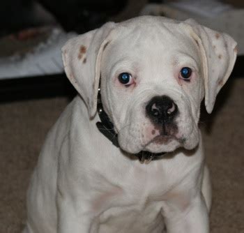 American bulldog puppies american bulldogs bulldog breeds yorkshire terrier puppies training your dog mans best friend i love dogs best dogs dalmatian puppies. ulgobang: American bulldog puppies pictures