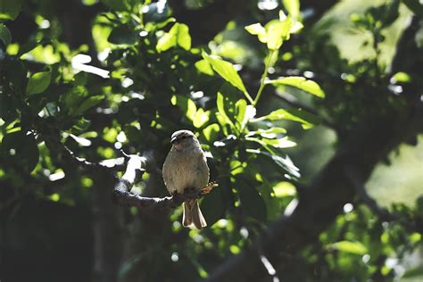 Animals Birds Perched Sit Trees Branches Leaves Still Bokeh