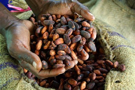 Nestlé Cocoa Farming In West Africa And Its Link To Education Borgen