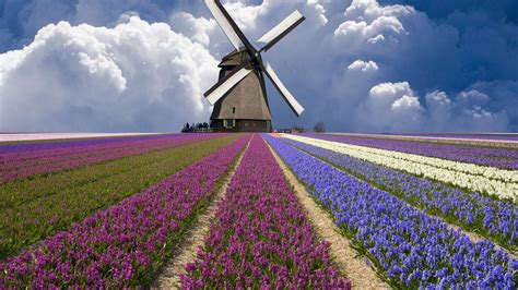 Tulips Clouds Netherlands Windmill Field Phone Wallpapers